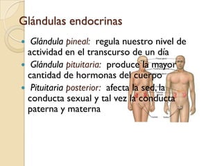 El sistema endocrino consta deGlándulas:  tejidos que producen y liberan hormonasHormonas:  substancias químicas liberadas por las glándulas que ayudan a controlar actividades corporales 
