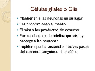 Células gliales o GlíaMantienen a las neuronas en su lugarLes proporcionan alimentoEliminan los productos de desechoForman la vaina de mielina que aísla y protege a las neuronasImpiden que las sustancias nocivas pasen del torrente sanguíneo al encéfalo