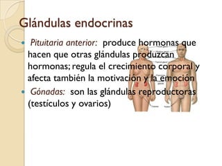 Glándulas endocrinasGlándula tiroides:  produce la hormona tiroxina que regula el índice del metabolismo Glándulasparatiroides:  secretan la hormona parathormona que controla y equilibra los niveles de calcio y fosfato en la sangre y los fluidos