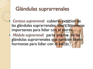 Glándulas endocrinasGlándula pineal:  regula nuestro nivel de actividad en el transcurso de un díaGlándula pituitaria:  produce la mayor cantidad de hormonas del cuerpo Pituitaria posterior:  afecta la sed, la conducta sexual y tal vez la conducta paterna y materna