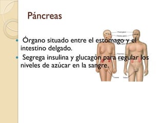 Glándulas endocrinasPituitariaanterior:  produce hormonas que hacen que otras glándulas produzcan hormonas; regula el crecimiento corporal y afecta también la motivación y la emoción Gónadas:  son las glándulas reproductoras (testículos y ovarios)