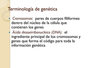 PáncreasÓrgano situado entre el estómago y el intestino delgado. Segrega insulina y glucagón para regular los niveles de azúcar en la sangre. 