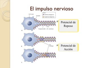 El impulso nerviosoPotencial de ReposoPotencial de Acción