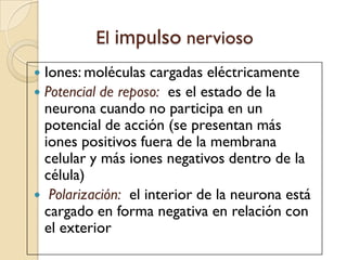 El impulso nerviosoIones: moléculas cargadas eléctricamentePotencial de reposo:  es el estado de la neurona cuando no participa en un potencial de acción (se presentan más iones positivos fuera de la membrana celular y más iones negativos dentro de la célula)Polarización:el interior de la neurona está cargado en forma negativa en relación con el exterior             