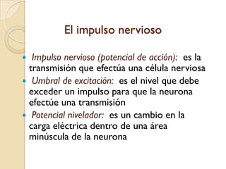 El impulso nerviosoImpulso nervioso(potencial de acción):  es la transmisión que efectúa una célula nerviosaUmbral de excitación:  es el nivel que debe exceder un impulso para que la neurona efectúe una transmisiónPotencial nivelador:  es un cambio en la carga eléctrica dentro de una área minúscula de la neurona