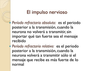 El impulso nerviosoPeríodo refractario absoluto:  es el periodo posterior a la transmisión, cuando la neurona no volverá a transmitir, sin importar qué tan fuerte sea el mensaje recibidoPeríodo refractario relativo:  es el periodo posterior a la transmisión, cuando la neurona volverá a transmitir sólo si el mensaje que recibe es más fuerte de lo normal