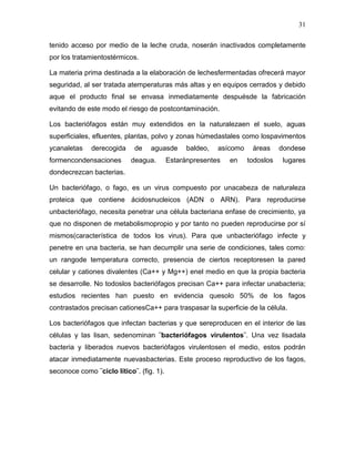 31

tenido acceso por medio de la leche cruda, noserán inactivados completamente
por los tratamientostérmicos.

La materia prima destinada a la elaboración de lechesfermentadas ofrecerá mayor
seguridad, al ser tratada atemperaturas más altas y en equipos cerrados y debido
aque el producto final se envasa inmediatamente despuésde la fabricación
evitando de este modo el riesgo de postcontaminación.

Los bacteriófagos están muy extendidos en la naturalezaen el suelo, aguas
superficiales, efluentes, plantas, polvo y zonas húmedastales como lospavimentos
ycanaletas    derecogida    de    aguasde       baldeo,   asícomo    áreas     dondese
formencondensaciones       deagua.        Estaránpresentes   en     todoslos    lugares
dondecrezcan bacterias.

Un bacteriófago, o fago, es un virus compuesto por unacabeza de naturaleza
proteica que contiene ácidosnucleicos (ADN o ARN). Para reproducirse
unbacteriófago, necesita penetrar una célula bacteriana enfase de crecimiento, ya
que no disponen de metabolismopropio y por tanto no pueden reproducirse por sí
mismos(característica de todos los virus). Para que unbacteriófago infecte y
penetre en una bacteria, se han decumplir una serie de condiciones, tales como:
un rangode temperatura correcto, presencia de ciertos receptoresen la pared
celular y cationes divalentes (Ca++ y Mg++) enel medio en que la propia bacteria
se desarrolle. No todoslos bacteriófagos precisan Ca++ para infectar unabacteria;
estudios recientes han puesto en evidencia quesolo 50% de los fagos
contrastados precisan cationesCa++ para traspasar la superficie de la célula.

Los bacteriófagos que infectan bacterias y que sereproducen en el interior de las
células y las lisan, sedenominan ¨bacteriófagos virulentos¨. Una vez lisadala
bacteria y liberados nuevos bacteriófagos virulentosen el medio, estos podrán
atacar inmediatamente nuevasbacterias. Este proceso reproductivo de los fagos,
seconoce como ¨ciclo lítico¨. (fig. 1).
 