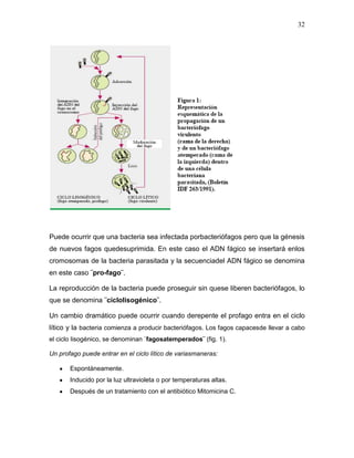 32




Puede ocurrir que una bacteria sea infectada porbacteriófagos pero que la génesis
de nuevos fagos quedesuprimida. En este caso el ADN fágico se insertará enlos
cromosomas de la bacteria parasitada y la secuenciadel ADN fágico se denomina
en este caso ¨pro-fago¨.

La reproducción de la bacteria puede proseguir sin quese liberen bacteriófagos, lo
que se denomina ¨ciclolisogénico¨.

Un cambio dramático puede ocurrir cuando derepente el profago entra en el ciclo
lítico y la bacteria comienza a producir bacteriófagos. Los fagos capacesde llevar a cabo
el ciclo lisogénico, se denominan ¨fagosatemperados¨ (fig. 1).

Un profago puede entrar en el ciclo lítico de variasmaneras:

       Espontáneamente.
       Inducido por la luz ultravioleta o por temperaturas altas.
       Después de un tratamiento con el antibiótico Mitomicina C.
 