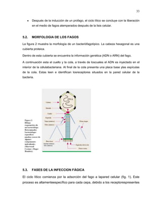 33

       Después de la inducción de un profago, el ciclo lítico se concluye con la liberación
       en el medio de fagos atemperados después de la lisis celular.


5.2.   MORFOLOGIA DE LOS FAGOS

La figura 2 muestra la morfología de un bacteriófagotípico. La cabeza hexagonal es una
cubierta proteica.

Dentro de esta cubierta se encuentra la información genética (ADN o ARN) del fago.

A continuación esta el cuello y la cola, a través de loscuales el ADN es inyectado en el
interior de la célulabacteriana. Al final de la cola presenta una placa base ylas espículas
de la cola. Estas leen e identifican losreceptores situados en la pared celular de la
bacteria.




5.3.   FASES DE LA INFECCION FÁGICA

El ciclo lítico comienza por la adsorción del fago a lapared celular (fig. 1). Este
proceso es altamenteespecífico para cada cepa, debido a los receptorespresentes
 