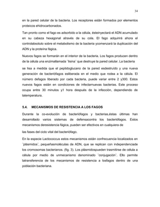 34

en la pared celular de la bacteria. Los receptores están formados por elementos
proteicos ehidrocarbonados.

Tan pronto como el fago es adsorbido a la célula, ésteinyectará el ADN acumulado
en su cabeza hexagonal através de su cola. El fago adquirirá ahora el
controlabsoluto sobre el metabolismo de la bacteria ycomenzará la duplicación del
ADN y la proteína fágica.

Nuevos fagos se formarán en el interior de la bacteria. Los fagos producen dentro
de la célula una enzimallamada ¨lisina¨ que destruye la pared celular. La bacteria

se lisa a medida que el peptidoglucano de la pared esdestruído y una nueva
generación de bacteriófagos esliberada en el medio que rodea a la célula. El
número defagos liberado por cada bacteria, puede variar entre 2 y300. Estos
nuevos fagos están en condiciones de infectarnuevas bacterias. Este proceso
ocupa entre 30 minutos y1 hora después de la infección, dependiendo de
latemperatura.


5.4.   MECANISMOS DE RESISTENCIA A LOS FAGOS

Durante la co-evolución de bacteriófagos y bacterias,éstas últimas han
desarrollado     varios   sistemas   de   defensacontra   los   bacteriófagos.   Estos
mecanismos deresistencia fágica, pueden ser efectivos en cualquiera de

las fases del ciclo vital del bacteriófago.

En la especie Lactococcus estos mecanismos están confrecuencia localizados en
¨plásmidos¨, pequeñasmoléculas de ADN, que se replican con independenciade
los cromosomas bacterianos. (fig. 3). Los plásmidospueden trasmitirse de célula a
célula por medio de unmecanismo denominado ¨conjugación¨. Ello permite
latransferencia de los mecanismos de resistencia a losfagos dentro de una
población bacteriana.
 
