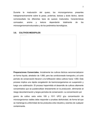 5

Durante    la   maduración     del   queso,    los   microorganismos      presentes
trabajaranactivamente sobre la grasa, proteínas, lactosa y ácido láctico, dando
comoresultado los diferentes tipos de quesos madurados. Características
comosabor,      aroma     y     textura    dependerán      totalmente     de     los
microorganismosinvolucrados y de los parámetros tecnológicos.


3.6.   CULTIVOS MESOFILOS




Preparaciones Comerciales. Inicialmente los cultivos lácticos secomercializaron
en forma líquida, alrededor de 1.890, pero las condicionesde transporte y el corto
período de conservación llevaron a la liofilización delos cultivos hacia 1.950. Este
proceso implica una rápida congelación de losmicroorganismos en suspensión y
luego una sublimación. El proceso hapermitido el desarrollo de cultivos altamente
concentrados que se puedenutilizar directamente en la producción, eliminando el
riesgo decontaminación y largos períodos de conservación. La concentración por

gramo de cultivo varia entre 109 y 1011 UFC/ gLa concentración de
microorganismos viables debe responder a pruebas deActividad, de forma tal que
se mantenga la uniformidad de los productos enla industria y exentos de cualquier
contaminante.
 