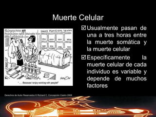 La MuerteTérminos y DefinicionesCadáver: