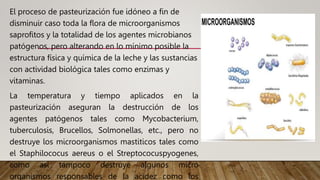 El proceso de pasteurización fue idóneo a fin de
disminuir caso toda la flora de microorganismos
saprofitos y la totalidad de los agentes microbianos
patógenos, pero alterando en lo mínimo posible la
estructura física y química de la leche y las sustancias
con actividad biológica tales como enzimas y
vitaminas.
La temperatura y tiempo aplicados en la
pasteurización aseguran la destrucción de los
agentes patógenos tales como Mycobacterium,
tuberculosis, Brucellos, Solmonellas, etc., pero no
destruye los microorganismos mastiticos tales como
el Staphilococus aereus o el Streptococuspyogenes,
como así tampoco destruye algunos micro
organismos responsables de la acidez como los
 
