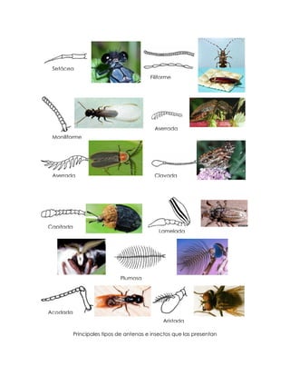 Morfologia de los Insectos | PDF