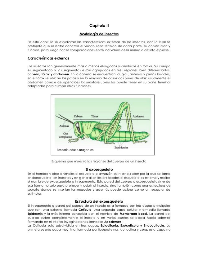 Taxonomia De Los Insectos