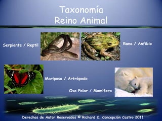 Taxonomía Reino AnimalRana / AnfibioSerpiente / ReptilMariposa / ArtrópodoOso Polar / Mamífero