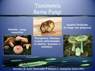 Taxonomía Reino Fungi   Amanita Phalloides. (la hongo más peligrosa).Robellón, hongo comestiblePhytophtorainfestans (causan enfermedades en plantas, personas y animales).