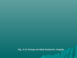Fig. 4.14 Campo de Oled Gueterini, Argelia 
 