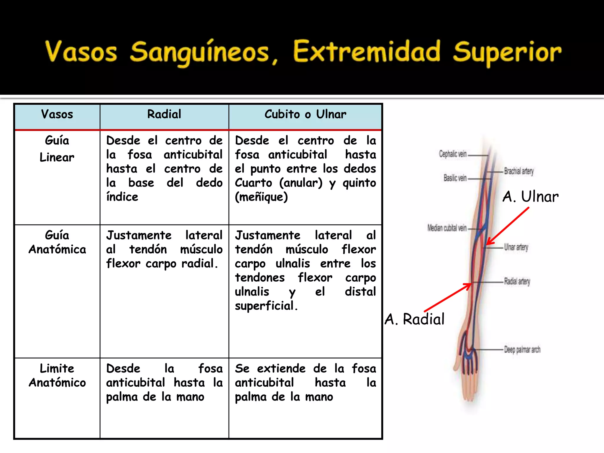 Vascular Rarea Capitulo IX Anatomia Vascular | PPTX