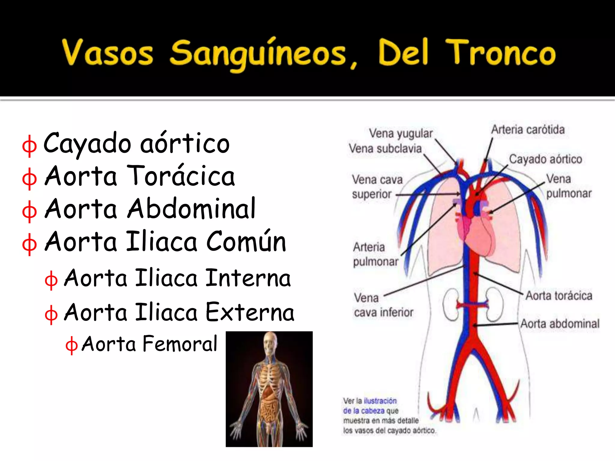 Vascular Rarea Capitulo IX Anatomia Vascular | PPTX