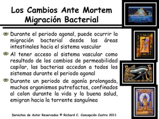 Los Cambios Ante Mortem Migración BacterialDurante el periodo agonal, puede ocurrir la migración bacterial desde las áreas intestinales hacia el sistema vascular Al tener acceso al sistema vascular como resultado de los cambios de permeabilidad capilar, las bacterias accedan a todos los sistemas durante el periodo agonalDurante un periodo de agonía prolongada, muchos organismos putrefactos, confinados al colon durante la vida y la buena salud, emigran hacia la torrente sanguínea