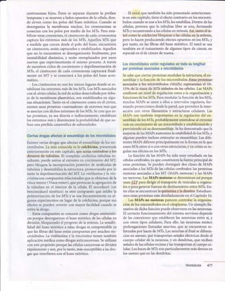 centrosomashijos. Éstosse separandurantela profase
'temprana
y semuevenaladosopuestosdela célula,don-
de sirvencomo los polosdel husomitótico.Cuandose
desorganizala membrananuclear,los cromosomasse
conectanconlospolospor mediodelosMTs.Paraesta-
bilizar estasconexiones,elcinetocorodecadacromosoma
capturalos extremosmásde los MTs.AquellosMTs que
a medidaque crecendesdeel polo del huso,encuentren
un cinetocoro,seráncapturadosy estabilizados.Aquellos
queno lo encuentrensedesorganizaránfinalmente,por
inestabilidaddinámica,y seránreemplazadospor unos
nuevosque experimentaránel mismo proceso.A través
de sucesivosciclosdecrecimientoy depolimerizaciónde
MTs,el cinetocorode cadacromosomacapturaráfinal-
menteun MT y seconectaráa los polosdel husoacro-
mático.
Loscinetocorosno sonlosúnicoslugaresdondesees-
tabilizanlosextremosmósdelosMTs.LosMTsasociados
conecórtexcelular,lareddeactinadesarrolladapor deba-
jo dela membranaplasmática,sonestabilizadosen algu-
nassituaciones.Tantoenel cinetocorocomoenel córtex,
existenunasproteínas<<rastreadoras>>deextremosmásque
seasociancondichosextremosdeIosMTs.Secreequees-
tasproteínas,ya seadirectao indirectamente,estabilizan
losextremosmásy disminuyenla probabilidaddequesu-
fran unapérdidacatastróficadesubunidades.
Ciertasdrogasafectanal ensamblajedelosmicrotúbulos
Existenvariasdrogasqueafectanel ensamblajedelosmi-
crotúbulos.La másconocidaesla colchicina,presentada
anteriormenteen estecapltulo,queactúauniéndosea los
dlmerosde tubulina. El complejocochicina-tubulinare-
sultante,puedeunirseal extremoen crecimientodel MT,
perobloqueaIa incorporaciónposteriorde moléculasde
tubulinay desestabilizala estructura,promoviendopor lo
tantola depolimerizacióndelMT. La vinblastinaylavin-
cristinasoncompuestosrelacionadosqueseobtienendela
vincamenor(Vincaminor),queprovocanlaagregaciónde
la tubulina en el interior de la célula.El nocodazol(un
benzimidazolsintético)esotro compuestoque inhibe la
polimerizacióndelosMTsy seusafrecuentementeen al-
gunosexperimentosen lugar dela colchicina,porquesus
efectossepuedenrevertir con mayorfacilidadcuandose
retirala droga.
Estoscompuestosseconocencomodrogasantimitóti-
casporquedesorganizanelhusomitótico delascélulasen
división,bloqueandoelprogresodela mitosis.Lasensibi-
lidad del husomitótico a estasdrogasescomprensibleya
quelasfibrasdelhusoestáncompuestaspor muchosmi-
crotúbulos.La vinblastinay la vincristinatienentambién
aplicaciónmédicacomodrogasanticancerosas.Seutilizan
conestepropósitoporquelascélulascancerosassedividen
rápidamentey son,por lo tanto,mássusceptiblesalasdro-
gasqueinterfierenconelhusomitótico.
El taxol, que también ha sido presentado anteriormen-
te en estecapítulo, tiene el efecto contrario en los microtú-
bulos: cuando seune a los MTs, los estabiliza.Dentro de las
células, provoca que la tubulina libre se una, formando
MTs y secuestrandoa lascélulasen mitosis. Así, tanto el ta-
xol como la colchicina bloquean a las célulasen la mitosis,
pero lo hacenproduciendo efectosopuestosen los MTs, y
por tanto, en las fibras del huso mitótico. El taxol se usa
también en el tratamiento de algunos tipos de cáncer,en
especialen el de cáncerde mama.
Losmicrotúbulosestánreguladosentodasu longitud
porproteínasasociadasa microtúbulos
Sesabequeciertasproteínasmodulanla estructura,elen-
samblajey la función delosmicrotúbulos.Estasproteínas
asociadasa los microtúbulos (MAPs) representanel 10-
l5o/ode la masadeMTs aisladosde lascélulas.LasMAPs
confierenun nivel de regulaciónextraala organizacióny
funcionesdelosMTs.ParamodularIafuncióndelosMTs.
muchasMAPsseunena ellosa intervalosregulares,for-
mandoproyeccionesdesdelapared,quepermitenlainter-
accióncon otros filamentosy estructurascelulares.Las
MAPs son tambiénimportantesen la regulacióndel en-
samblajedelosMTs,probablementeuniéndoseal extremo
másencrecimientodeun microtúbuloy estabilizándoloy
previniendoasísudesensamblaje.Sehademostradoquela
mayoríadelasMAPsaumentanla estabilidaddelosMTs,y
algunaspuedeninclusoestimularsuensamblaje.Lasdife-
rentesMAPsdifierenprincipalmenteenla forma enla que
unenMTsentresío conotrasestructuras,y encómosere-
gulansusefectosenlosMTs.
La función de lasMAPsha sido muy estudiadaen las
célulascerebrales,yaqueconstituyenla fuenteprincipalde
estasproteínas.Sepuedendistinguirdosclasesde MAPs
asociadasa losMTs delascélulascerebrales:lasproteínas
motorasasociadasa losMT (MAPsmotoras)y lasMAPs
no motoras.LasMAPsmotoras sedenominanaslporque
usanAIP paradirigir eltransportedevesículasu orgánu-
loso paragenerarfuerzasdedeslizamientoentreMTs.En-
tre ellasseencuentranla quinesinay la dineína.Estudiare-
mosestasproteínasmásdetalladamenteenel Capítulo16.
LasMAPsno motoras parecencontrolarla organiza-
cióndelosmicrotúbulosenelcitoplasma.Un ejemplolla-
mativodedichafunciónpuedeobservarseenlasneuronas.
El correctofuncionamientodel sistemanerviosodepende
de las conexionesque establecenlas neuronasentresí,y
con otrostipos celulares.Paraello,lasneuronasemiten
prolongacionesllamadasneuritas,que seencuentranre-
forzadaspor hacesdeMTs.Lasneuritasalfinal sediferen-
cianenaxones,quetransportanseñaleseléctricasdesdeel
cuerpocelularde Ia neurona,y en dendritas,quereciben
señalesdelascélulasvecinasy lastransportanalcuerpoce-
lular.LoshacesdeMTssonparticularmentemásdensosen
losaxonesqueenlasdendritas.
Microtúbulos477
 