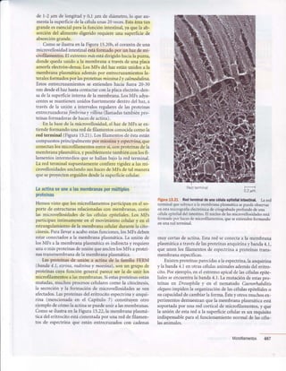 de I-2 ¡tmdelongitudy 0,1pm de diámetro,lo queau-
mentala superficiedela célulaunas20veces.Estaáreatan
grandeesesencialparala función intestinal,yaquela ab-
sorcióndel alimento digerido requiereuna superficiede
absorcióngrande.
Comoseilustraenla Figura15.20b,el corazóndeuna
microvellosidadintestinalestáformadopor un hazdemi-
crofilamentos.El extremomásestádirigidohaciala punta,
dondequedaunido a la membranaa travésde una placa
amorfaelectrón-densa.LosMFs del hazestánunidosa la
membranaplasmáticaademáspor entrecruzamientosla-
teralesformadosporlasproteínasmiosinaIy calmodulinq.
Estosentrecruzamientosse extiendenhacia fuera 20-30
nm desdeelhazhastacontactarconlaplacaelectrón-den-
sadela superficieinternadela membrana.LosMFsadya-
centessemantienenunidosfuertementedentro delhaz,a
travésde Ia unión a intervalosregularesde lasproteínas
entrecruzadorasfimbrinay villina(llamadastambiénpro-
teínasformadorasdehacesdeactina).
En la basedela microvellosidad,el hazdeMFsseex-
tiendeformandounareddefilamentosconocidacomola
red terminal (Figura15.21).Losfilamentosdeéstaestán
compuestosprincipalmentepor miosinay espectrina,que
conectanlosmicrofilamentosentresí,conproteínasdela
membranaplasmática,yposiblementetambiénconlosfi-
lamentosintermediosquesehallanbajola redterminal.
La redterminalsupuestamenteconfiererigideza lasmi-
crovellosidadesanclandosushacesdeMFsdetal manera
queseproyectenerguidosdesdela superficiecelular.
Laactinase unea lasmembfanaspormúltiples
proteÍnas
Hemosvisto quelos microfilamentosparticipanen el so-
porte de estructurasrelacionadascon membranas,como
las microvellosidadesde las célulasepiteliales.Los MFs
participaníntimamenteen el movimiento celulary en el
estrangulamientodela membranacelulardurantela cito-
cinesis.Parallevara acaboestasfunciones,losMFsdeben
estarconectadosa la membranaplasmática.La unión de
losMFsa la membranaplasmáticaesindirectay requiere
unao másproteínasdeuniónqueanclenlosMFsaproteí-
nastransmembranadelamembranaplasmática.
Lasproteínasde unión a actina de la familia FERM
(banda4.7,ezrina,radixinay moesina),sonun grupode
proteínascuyafunción generalpareceserla de unir los
microfilamentosalasmembranas.Siestasproteínasestán
mutadas,muchosprocesoscelularescomola citocinesis,
la secrecióny la formaciónde microvellosidadesseven
afectados.Lasproteínasdeleritrocitoespectrinay anqui-
rina (mencionadaen el Capítulo 7) constituyenotro
ejemplodecómolaactinasepuedeunir alasmembranas.
Comoseilustraenla Figura15.22,1amembranaplasmá-
ticadeleritrocitoestácimentadapor unareddefilamen-
tos de espectrinaque estánentrecruzadoscon cadenas
Redterminal
0,2p'm
Figura15.21 Redteminal de unacélulaepitelialintestinal, Lared
terminal que subyacea Ia membrana plasmáticasepuedeobservar
en estamicrografia electrónicade criograbadoprofundo de una
célulaepitelialdel intestino. El nricleo de lasmicrovellosidadesestá
formado por hacesde microfilamentos, que seextiendenformando
en una red terminal.
muy cortasdeactina.Estared seconectaa la membrana
plasmáticaatravésdelasproteínasanquirinay banda4.1,
queunenlos filamentosde espectrinaa proteínastrans-
membranaespecíficas.
Existenproteínasparecidasala espectrina,la anquirina
y labanda4.1enotrascélulasanimalesademásdeleritro-
cito.Porejemplo,enel extremoapicaldelascélulasepite-
lialesseencuentrala banda4.I.La mutacióndeestaspro-
teínasen Drosophilay en el nematodo Caenorhabditis
elegansimpidenIa organizacióndelascélulasepitelialeso
sucapacidaddecambiarla forma.Éstey otrosmuchosex-
perimentosdemuestranquela membranaplasmáticaestá
soportadapor una red corticalde microfilamentos,y que
la unión de estared a la superficiecelularesun requisito
indispensablepanael funcionamientonormaldelascélu-
lasanimales.
487Microfilamentos
 