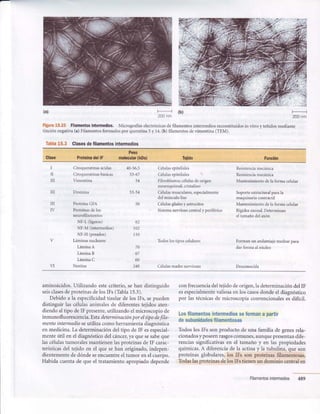 (a) (b)
200nm 200nm
Figura15'23 Filamentosintemedios. Micrograffas electrónicasde filamentos intermedios reconstituidosin vitro y teñidos mediante
tinción negativa(a) Filamentosformadospor queratina5 y la. (b) filamentosdevimentina (TEM).
Tabla15.3 Clasesdefilamentosintemedios
Clase ProteinadellF
Peso
molecular(kDa) Teiido Función
I
II
III
III
u
IV
Citoqueratinasácidas
Citoqueratinasbásicas
Vimentina
Desmina
ProteínaGFA
Proteínasdelos
neurofilamentos
NF-L (ligeros)
NF-M (intermedios)
NF-H (pesados)
Láminasnucleares
LáminaA
LáminaB
LáminaC
Nestina
40-56,5
53-67
54
50
O L
t02
1 1 0
70
67
60
240
Célulasepiteliales
Célulasepiteliales
Fibroblastos;célulasdeorigen
mesenquimal;cristalino
Célulasmusculares,especialmente
delmúsculoliso
Célulasglialesy astrocitos
Sistemanerviosocentraly periférico
Todoslostiposcelulares
Célulasmadrenerviosas
Resistenciamecánica
Resistenciamecánica
Mantenimiento de la forma celular
Soporte estructural para la
maquinaria contráctil
Mantenimiento de la forma celular
Rigidez axonal. Determinan
el tamaño del axón
Forman un andamiaje nuclear para
dar forma al núcleo
DesconocidaVI
aminoácidos.Utilizando estecriterio, se han distinguido
seisclasesde proteínasde los IFs (Tabla 15.3).
Debido a la especificidadtisular de los IFs, sepueden
distinguir las célulasanimales de diferentestejidos aten-
diendo al tipo de IF presente,utilizando el microscopio de
inmunofluorescencia. Estadeterminaciónpor el tipo defila-
mento intermedio se utiliza como herramienta diagnóstica
en medicina. La determinación del tipo de IF esespecial-
mente útil en el diagnóstico del cáncer,ya que sesabeque
las célulastumorales mantienen lasproteínasde IF carac-
terísticasdel tejido en el que se han originado, indepen-
dientementede dónde seencuentreel tumor en el cuerpo.
Habida cuenta de que el tratamiento apropiado depende
con frecuenciadel tejido de origen,la determinacióndel IF
esespecialmentevaliosaen los casosdonde el diagnóstico
por las técnicasde microscopía convencionaleses difícil.
Losfilamentosintermediosseformana partir
desubunidadesf¡lamentosas
Todos los IFs son producto de una familia de genesrela-
cionadosyposeenrasgoscomunes,aunquepresentandife-
rencias significativas en el tamaño y en las propiedades
químicas.A diferenciade la actina y la tubulina, que son
proteínas globulares, los IFs son proteínas filamentosas.
Todaslasproteínas de los IFs tienen un dominio central en
Filamentosintermedios 489
 
