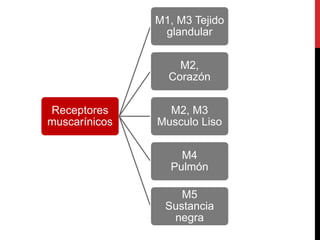 SISTEMA NERVIOSO AUTÓNOMO (2) PPTX