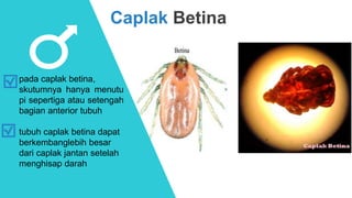 Caplak Betina
tubuh caplak betina dapat
berkembanglebih besar
dari caplak jantan setelah
menghisap darah
pada caplak betina,
skutumnya hanya menutu
pi sepertiga atau setengah
bagian anterior tubuh
 