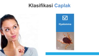 Klasifikasi Caplak
Hyalomma
 