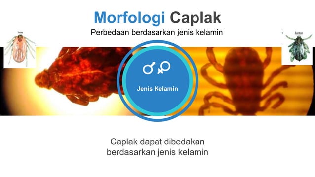 Caplak | PPT