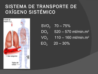 SISTEMA DE TRANSPORTE DE OXÍGENO SISTÉMICO SVO 2  70 – 75% DO 2  520 – 570 ml/min.m 2 VO 2  110 – 160 ml/min.m 2 EO 2  20 – 30% 