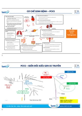 Cap nhat ve PCV2.pdf