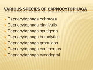 Capnocytophaga in periodontics ppt | PPT