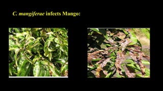 Capnodium symptoms, host range, taxonomy and life cycle of capnodium ...