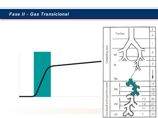  Fase II - GGaass TTrraannssiicciioonnaall `` 
 