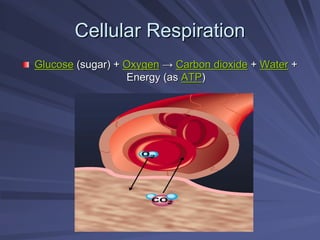 Cellular Respiration
Cellular Respiration
Glucose
Glucose (sugar) +
(sugar) + Oxygen
Oxygen →
→ Carbon dioxide
Carbon dioxide +
+ Water
Water +
+
Energy (as
Energy (as ATP
ATP)
)
 