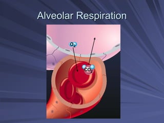 Alveolar Respiration
Alveolar Respiration
 