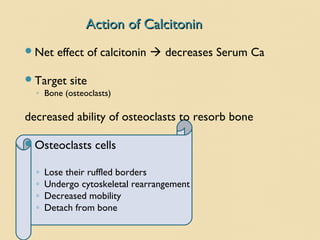 Action of CalcitoninAction of Calcitonin
Net effect of calcitonin  decreases Serum Ca
Target site
◦ Bone (osteoclasts)
decreased ability of osteoclasts to resorb bone
Osteoclasts cells
◦ Lose their ruffled borders
◦ Undergo cytoskeletal rearrangement
◦ Decreased mobility
◦ Detach from bone
 