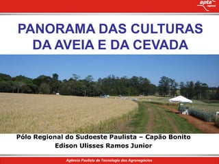 PANORAMA DAS CULTURAS
  DA AVEIA E DA CEVADA




Pólo Regional do Sudoeste Paulista – Capão Bonito
           Edison Ulisses Ramos Junior
 