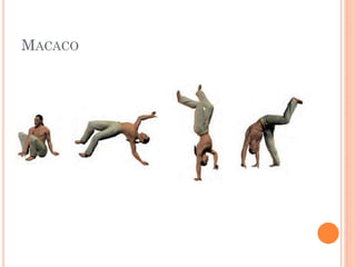 MACACO
 