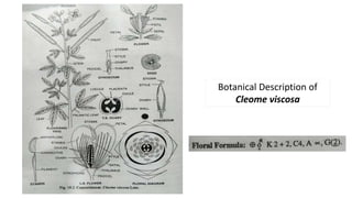 Botanical Description of
Cleome viscosa
 