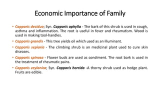 Economic Importance of Family
• Capparis decidua; Syn. Capparis aphylla - The bark of this shrub is used in cough,
asthma and inflammation. The root is useful in fever and rheumatism. Wood is
used in making tool-handles.
• Capparis grandis - This tree yields oil which used as an illuminant.
• Capparis sepiaria - The climbing shrub is an medicinal plant used to cure skin
diseases.
• Capparis spinosa - Flower buds are used as condiment. The root bark is used in
the treatment of rheumatic pains.
• Capparis zeylanica; Syn. Capparis horrida -A thorny shrub used as hedge plant.
Fruits are edible.
 
