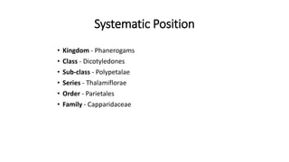 Systematic Position
• Kingdom - Phanerogams
• Class - Dicotyledones
• Sub-class - Polypetalae
• Series - Thalamiflorae
• Order - Parietales
• Family - Capparidaceae
 