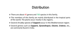 Distribution
 There are about 45 genera and 700 species in this family.
 The members of this family are mainly distributed in the tropical parts
of the world. The plants occur mostly in dry regions.
 Several shrubby species of Capparis occur in the Mediterranean region.
 Several genera such as Capparis, Gynandropsis, Cleome, Crateva, etc.,
are commonly found in India.
 