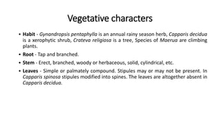 Vegetative characters
 Habit - Gynandropsis pentaphylla is an annual rainy season herb, Capparis decidua
is a xerophytic shrub, Crateva religiosa is a tree, Species of Maerua are climbing
plants.
 Root - Tap and branched.
 Stem - Erect, branched, woody or herbaceous, solid, cylindrical, etc.
 Leaves - Simple or palmately compound. Stipules may or may not be present. In
Capparis spinosa stipules modified into spines. The leaves are altogether absent in
Capparis decidua.
 