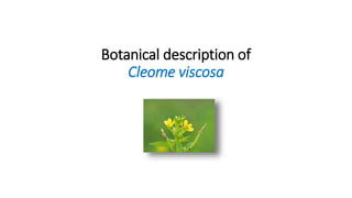 Botanical description of
Cleome viscosa
 