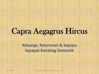 Capra Aegagrus Hircus
             Keluarga, Keturunan & Sepupu
              Sepapat Kambing Domestik



09/02/2013         http://projekkambingmuda.blogspot.com/
 