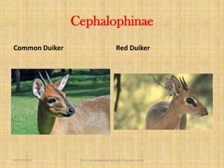 Cephalophinae
Common Duiker                         Red Duiker




09/02/2013       http://projekkambingmuda.blogspot.com/
 